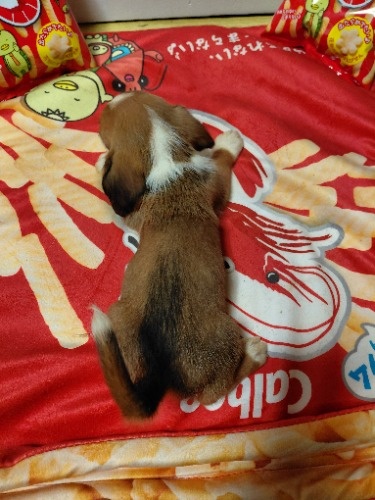 �~�b�N�X�̎q���iID:1230911333�j��8���ڂ̎ʐ^/�X�V��:2026-03-18