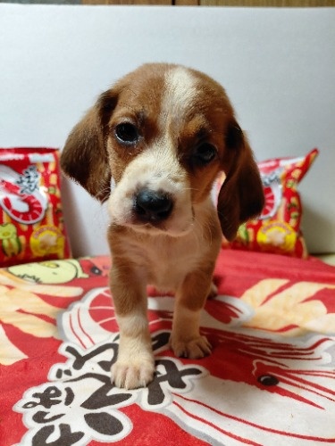 �~�b�N�X�̎q���iID:1230911334�j��1���ڂ̎ʐ^/�X�V��:2026-03-18