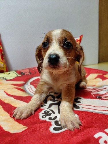 �~�b�N�X�̎q���iID:1230911334�j��3���ڂ̎ʐ^/�X�V��:2026-03-18