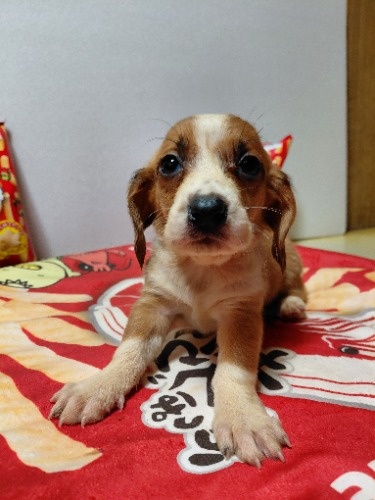 �~�b�N�X�̎q���iID:1230911334�j��4���ڂ̎ʐ^/�X�V��:2026-03-18