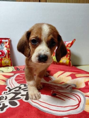 �~�b�N�X�̎q���iID:1230911334�j��5���ڂ̎ʐ^/�X�V��:2026-03-18