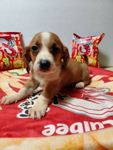 �~�b�N�X�̎q���iID:1230911334�j��6���ڂ̎ʐ^/�X�V��:2026-03-18