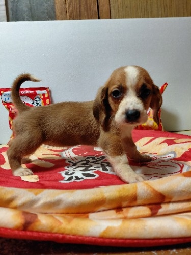 �~�b�N�X�̎q���iID:1230911334�j��7���ڂ̎ʐ^/�X�V��:2026-03-18