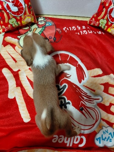 �~�b�N�X�̎q���iID:1230911334�j��8���ڂ̎ʐ^/�X�V��:2026-03-18