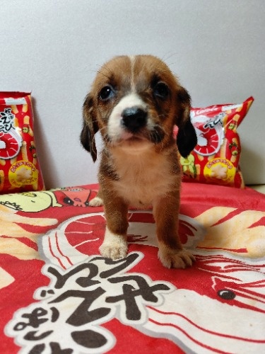 �~�b�N�X�̎q���iID:1230911335�j��1���ڂ̎ʐ^/�X�V��:2026-03-18