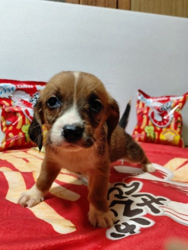 �~�b�N�X�̎q���iID:1230911335�j��2���ڂ̎ʐ^/�X�V��:2026-03-18