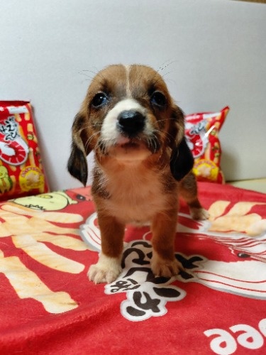 �~�b�N�X�̎q���iID:1230911335�j��3���ڂ̎ʐ^/�X�V��:2026-03-18