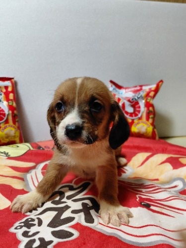 �~�b�N�X�̎q���iID:1230911335�j��4���ڂ̎ʐ^/�X�V��:2026-03-18