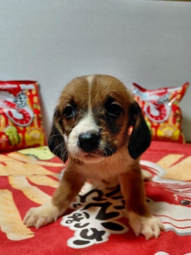 �~�b�N�X�̎q���iID:1230911335�j��5���ڂ̎ʐ^/�X�V��:2026-03-18