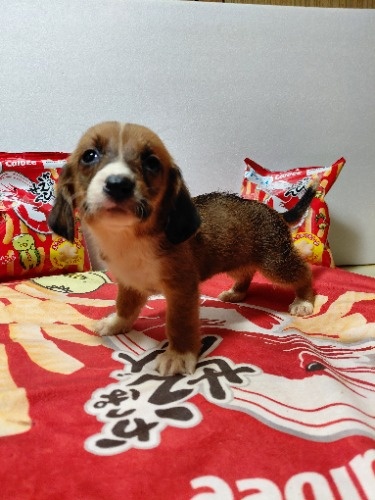 �~�b�N�X�̎q���iID:1230911335�j��6���ڂ̎ʐ^/�X�V��:2026-03-18