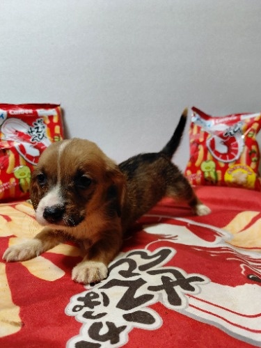 �~�b�N�X�̎q���iID:1230911335�j��7���ڂ̎ʐ^/�X�V��:2026-03-18