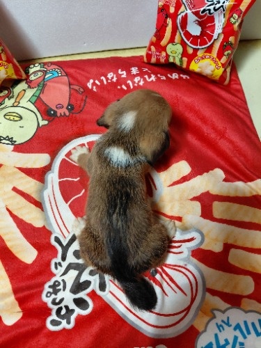 �~�b�N�X�̎q���iID:1230911335�j��8���ڂ̎ʐ^/�X�V��:2026-03-18