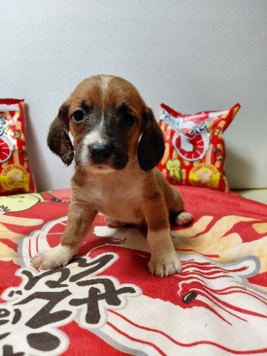 �~�b�N�X�̎q���iID:1230911336�j��1���ڂ̎ʐ^/�X�V��:2026-03-18