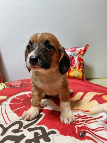 �~�b�N�X�̎q���iID:1230911336�j��2���ڂ̎ʐ^/�X�V��:2026-03-18