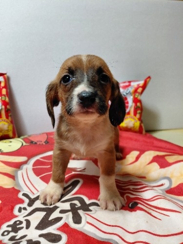 �~�b�N�X�̎q���iID:1230911336�j��3���ڂ̎ʐ^/�X�V��:2026-03-18