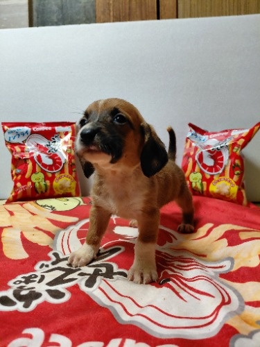 �~�b�N�X�̎q���iID:1230911336�j��4���ڂ̎ʐ^/�X�V��:2026-03-18