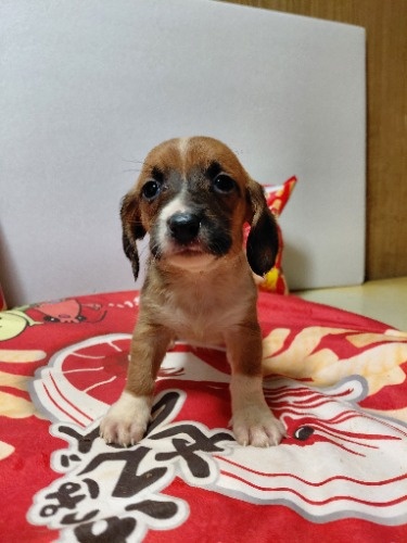 �~�b�N�X�̎q���iID:1230911336�j��5���ڂ̎ʐ^/�X�V��:2026-03-18