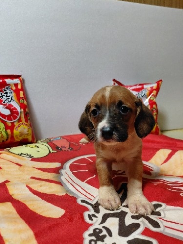 �~�b�N�X�̎q���iID:1230911336�j��6���ڂ̎ʐ^/�X�V��:2026-03-18