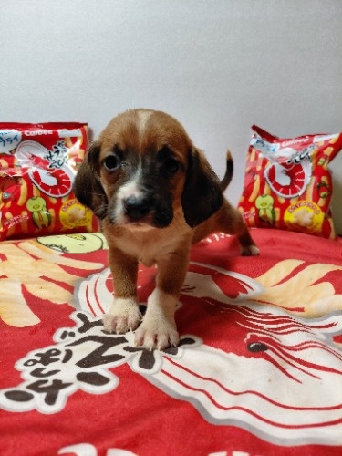 �~�b�N�X�̎q���iID:1230911336�j��7���ڂ̎ʐ^/�X�V��:2026-03-18