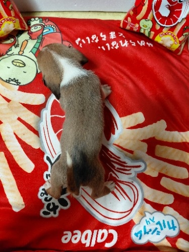 �~�b�N�X�̎q���iID:1230911336�j��8���ڂ̎ʐ^/�X�V��:2026-03-18