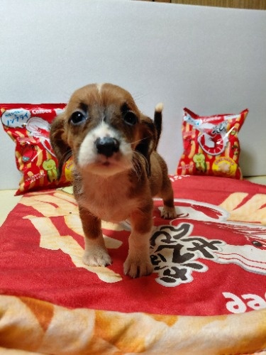 �~�b�N�X�̎q���iID:1230911337�j��2���ڂ̎ʐ^/�X�V��:2026-03-18