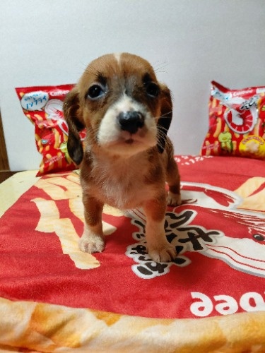 �~�b�N�X�̎q���iID:1230911337�j��3���ڂ̎ʐ^/�X�V��:2026-03-18