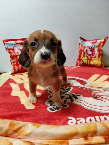 �~�b�N�X�̎q���iID:1230911337�j��4���ڂ̎ʐ^/�X�V��:2026-03-18