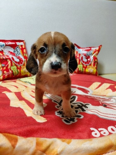 �~�b�N�X�̎q���iID:1230911337�j��5���ڂ̎ʐ^/�X�V��:2026-03-18