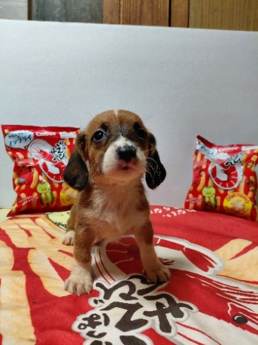 �~�b�N�X�̎q���iID:1230911337�j��6���ڂ̎ʐ^/�X�V��:2026-03-18