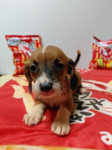 �~�b�N�X�̎q���iID:1230911337�j��7���ڂ̎ʐ^/�X�V��:2026-03-18