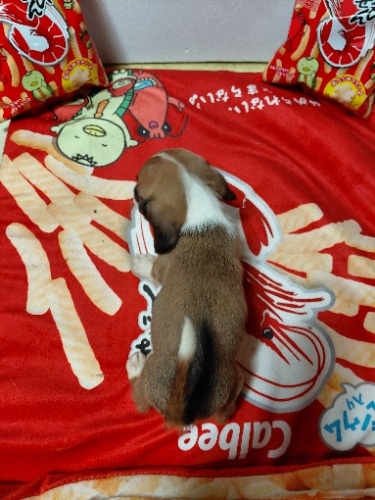 �~�b�N�X�̎q���iID:1230911337�j��8���ڂ̎ʐ^/�X�V��:2026-03-18