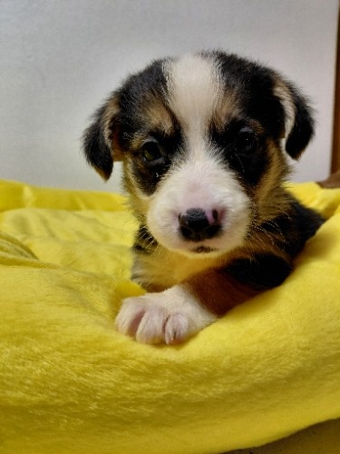 �~�b�N�X�̎q���iID:1230911338�j��1���ڂ̎ʐ^/�X�V��:2026-04-03