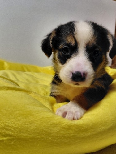 �~�b�N�X�̎q���iID:1230911338�j��2���ڂ̎ʐ^/�X�V��:2026-04-03