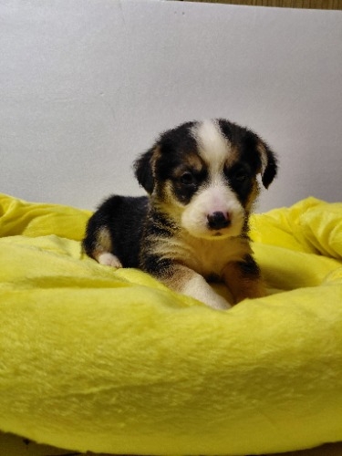 �~�b�N�X�̎q���iID:1230911338�j��3���ڂ̎ʐ^/�X�V��:2026-04-03