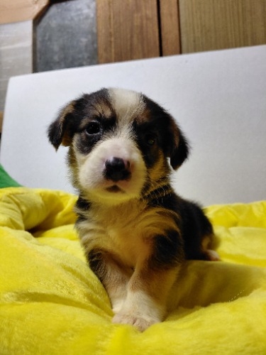 �~�b�N�X�̎q���iID:1230911338�j��4���ڂ̎ʐ^/�X�V��:2026-04-03