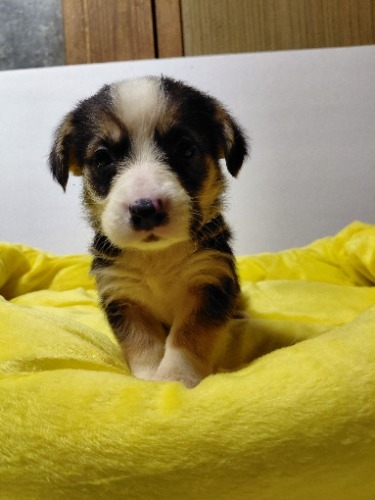 �~�b�N�X�̎q���iID:1230911338�j��5���ڂ̎ʐ^/�X�V��:2026-04-03