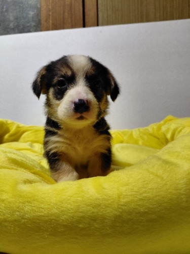 �~�b�N�X�̎q���iID:1230911338�j��7���ڂ̎ʐ^/�X�V��:2026-04-03