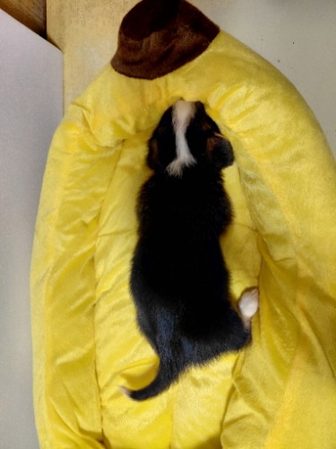 �~�b�N�X�̎q���iID:1230911338�j��8���ڂ̎ʐ^/�X�V��:2026-04-03