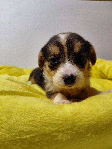 �~�b�N�X�̎q���iID:1230911339�j��1���ڂ̎ʐ^/�X�V��:2026-04-03