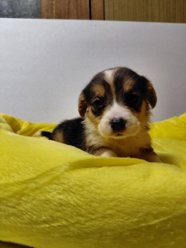 �~�b�N�X�̎q���iID:1230911339�j��2���ڂ̎ʐ^/�X�V��:2026-04-03