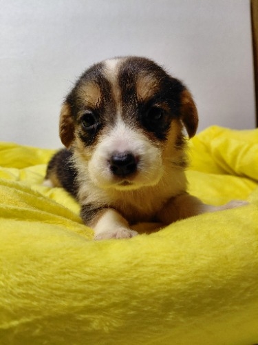 �~�b�N�X�̎q���iID:1230911339�j��3���ڂ̎ʐ^/�X�V��:2026-04-03