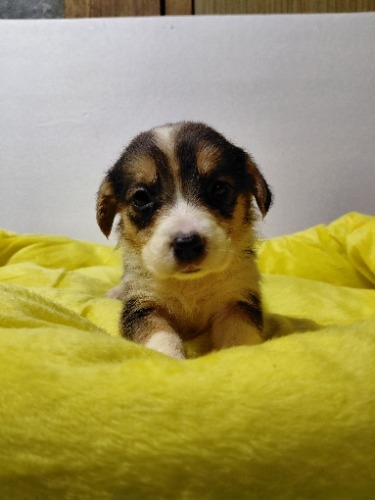 �~�b�N�X�̎q���iID:1230911339�j��4���ڂ̎ʐ^/�X�V��:2026-04-03