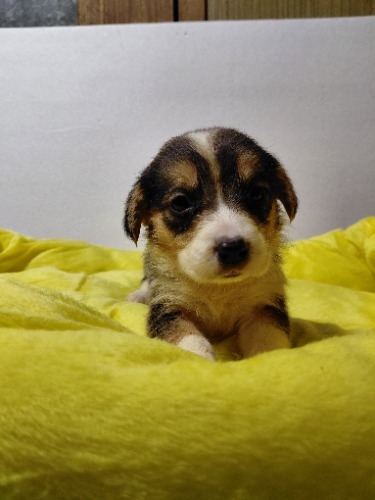 �~�b�N�X�̎q���iID:1230911339�j��5���ڂ̎ʐ^/�X�V��:2026-04-03