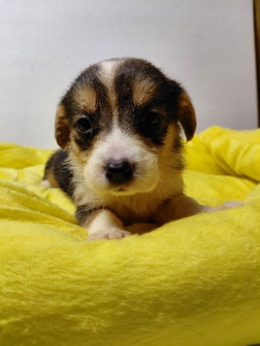 �~�b�N�X�̎q���iID:1230911339�j��6���ڂ̎ʐ^/�X�V��:2026-04-03