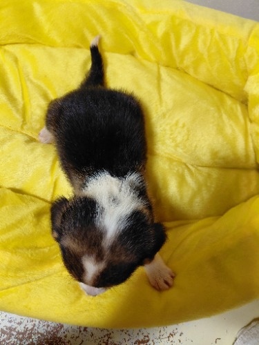 �~�b�N�X�̎q���iID:1230911339�j��7���ڂ̎ʐ^/�X�V��:2026-04-03