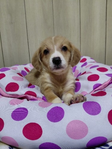 �~�b�N�X�̎q���iID:1230911340�j��1���ڂ̎ʐ^/�X�V��:2026-04-26