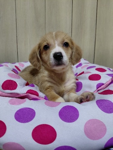 �~�b�N�X�̎q���iID:1230911340�j��2���ڂ̎ʐ^/�X�V��:2026-04-26