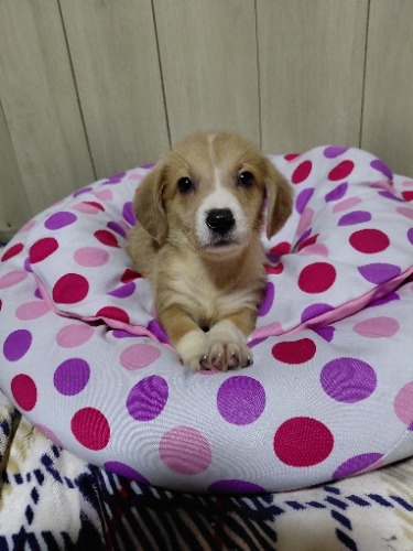 �~�b�N�X�̎q���iID:1230911340�j��3���ڂ̎ʐ^/�X�V��:2026-04-26