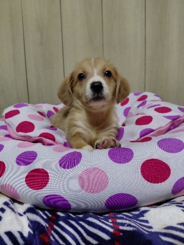 �~�b�N�X�̎q���iID:1230911340�j��4���ڂ̎ʐ^/�X�V��:2026-04-26