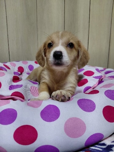 �~�b�N�X�̎q���iID:1230911340�j��5���ڂ̎ʐ^/�X�V��:2026-04-26